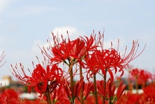 석산(꽃무릇) 1Set 100구 : 가든파라다이스