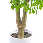 해피트리 대형 거실화분 인테리어식물 화분배달 : 반하다플라워 전국꽃배달