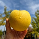 청송사과 부사 황금 못난이 사과 흠과 5kg 10kg : 해뜨는농장 윤여사