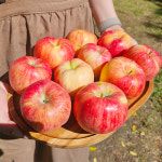 경북 꿀사과 안동 청송 문경 맛있는 못난이 흠집 흠과 한박스 : 산해직송