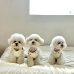 오드펫 코코 베스트 (4컬러) : 오드펫