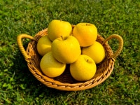 청송사과 부사 황금 못난이 사과 흠과 5kg 10kg : 해뜨는농장 윤여사