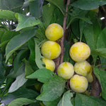 전통자두 열녀수 오얏나무묘목 접목 1년생 직립성 과실수 : 케이탑가든센터