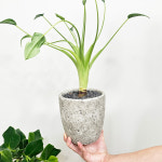 와이키키농장 식물만 알로카시아 타이니댄서 인테리어 식물 공기정화 반려 힐링 인테리어 소품 : 와이키키 농장