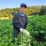 우가네 햇 무 청정무 김장무 국산 : 우가네농장