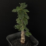 [동일품] 아프리카식물 세나 메리디오날리스 Senna meridionalis- 6015 식물키우기 아프리카농장 : 아프리카 농장