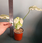 몬스테라 델리시오사 크림브륄레 : 민가네꽃농원