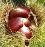 대보 밤나무묘목 접목 1년생 유실수 : 케이탑가든센터