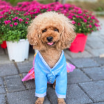 [펫보드레] 반려동물 한복 강아지 고양이 추석 설날 애견 한복 원피스 치마저고리 : 펫보드레