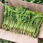 [단일농장] 20년 농부의 부드럽고 연한 어린 열무 (2kg 4kg 8kg 선택) : 갓따옴농산물