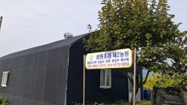 성원조경 황금 소나무 조경수 15년생 묘목 수형좋은 관상수 정원수 분묘 분다리 : 성원조경 제2농장