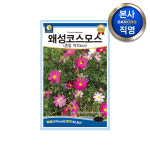 왜성 코스모스 (혼합) 씨앗 1kg (약70cm) 키작은 야생화 꽃씨 종자 : 다농원예가든