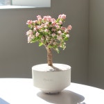 친환경 화분 은행목 핑크미니벚꽃나무 사랑목 아악무 키우기 쉬운 다육식물 : 플랜팁