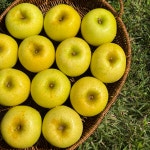 청송사과 시나노골드 부사 꿀 황금 얼음골 사과 선물세트 제수용 농장 : 이웃집 텃밭