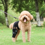 고양이와 개를 위한 애완 동물 휴대용 다리 지지 치료 밴드 부상 보조 관절 슬개골 수술 후 회복 : 온마르06