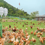 [우체국쇼핑] 춘봉농원 난각번호 1번 자연방사 유정란 (HACCP, 동물복지, 깨끗한 축산농장, 무항생제, ESG) : 우체국 쇼핑몰