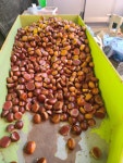 2025 햇밤 토종밤 알밤 포르단밤 가을간식 1kg : 호수미래농원