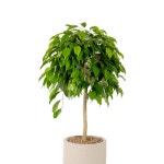 킹벤자민대형 카페 식당 화분 개업 오픈 : 축하화환 근조화환 개업화분