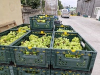 김천샤인머스켓 고당도 프리미엄 과일도매농장 산지직송2kg : 오촌언니