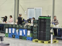 김천샤인머스켓 고당도 프리미엄 과일도매농장 산지직송2kg : 오촌언니