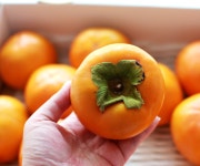 [서재골농원] 경남 진주 2025년 고당도 햇단감, 대봉감 : 서토리하우스