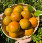 [서재골농원] 경남 진주 2025년 고당도 햇단감, 대봉감 : 서토리하우스