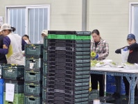 김천샤인머스켓 고당도 프리미엄 과일도매농장 산지직송2kg : 오촌언니