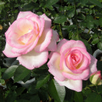 다목농원 프린세스 드 모나코 사계장미 독일 유럽 영국 땅장미 3년생 개화주 정원 : 다목농원