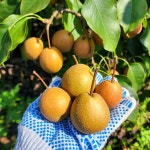 [산지직송] 자연에서 자란 토종 돌배 생돌배 건조돌배 산돌배 : 라라네농장