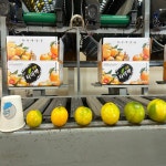 [달콩농장]산지직송 제주 고당도 프리미엄 노지감귤  3kg 5kg 10kg (로얄과) : 달콩 농장