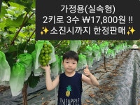 프리미엄 고당도 샤인머스켓 김천 농장직송 2kg 4kg 제철 망고포도 가정용 명절 선물세트 : 조마조은팜