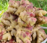 소백산 영주 생강 10kg (솔바위농원) : 솔바위팜