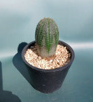 오베사 선인장 : 민가네꽃농원