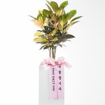 당일발송 병원 약국 개원화분 크로톤 : 프라임플라워