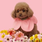 VETRESKA 플라워 강아지 케이프 고양이 스카프 턱받이 머플러 레이스 : 모몽