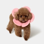 VETRESKA 플라워 강아지 케이프 고양이 스카프 턱받이 머플러 레이스 : 모몽