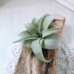 틸란시아 스트렙토필라 [선별본품발송] : 틸란시아 고운달빛