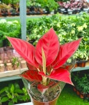 [풀멍상점] 아글레오네마 화룡 소품 / 관엽, 공기정화. 초보추천. 실내인테리어 / 선별발송 분채배송/ 방수라벨 이름표포함-농장직배 : 풀멍상점