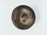 국내산(충남예산)생표고버섯1kg 상품 : 불원농장