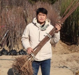 왕살구나무 묘목 접목 1년생 하코트 상묘 : 한밭농원