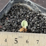 [동일품] 아프리카식물 에리오스퍼뭄 티타놉소이데스 Eriospermum titanopsoides- 6029 식물키우기 아프리카농장 : 아프리카 농장