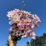 소국  농장직송 졸업 생일 축하 장미꽃 꽃선물 장미 스승의날 어버이날 기념일 : 송현장미
