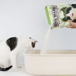 페슬러 챔피언 카사바 고양이 카사바 모래 4.5kg, 1개 : 페슬러