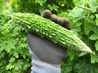 여주 분말 가루 여주 효능 국산 생식 차 : 프룻더건강