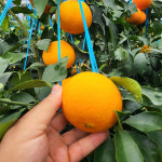 [형원농장] 제주 고당도 로얄 황금향 가정용 5kg : 어셈쇼핑