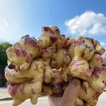 정직한먹거리 햇 생강(원강) : 정직한 농산물