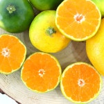 제주 조생 노지 효돈 타이벡 타이백 감귤 홍매향 황금향 5kg 5키로 10kg 10키로 : 해들밥상