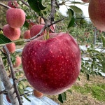 엔부 사과 피치 애플 백설공주 영주 복숭아 사과 문경 감홍 선물용 가정용 : 프레시 마트