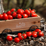 [형원농장] 더프리미엄 자연이 선물한 작은보석 레드푸드 대추방울토마토 3kg : 어셈쇼핑