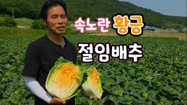 해남 황금배추로 만든 황금절임배추 20KG (솔바위농원) : 솔바위팜